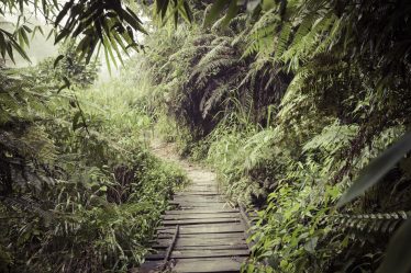 Randonnée dans la réserve tropicale de Sinharaja