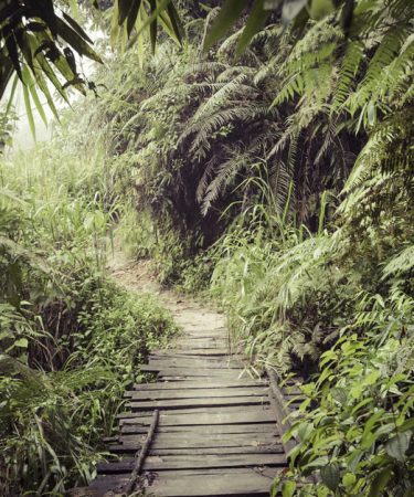 Randonnée dans la réserve tropicale de Sinharaja