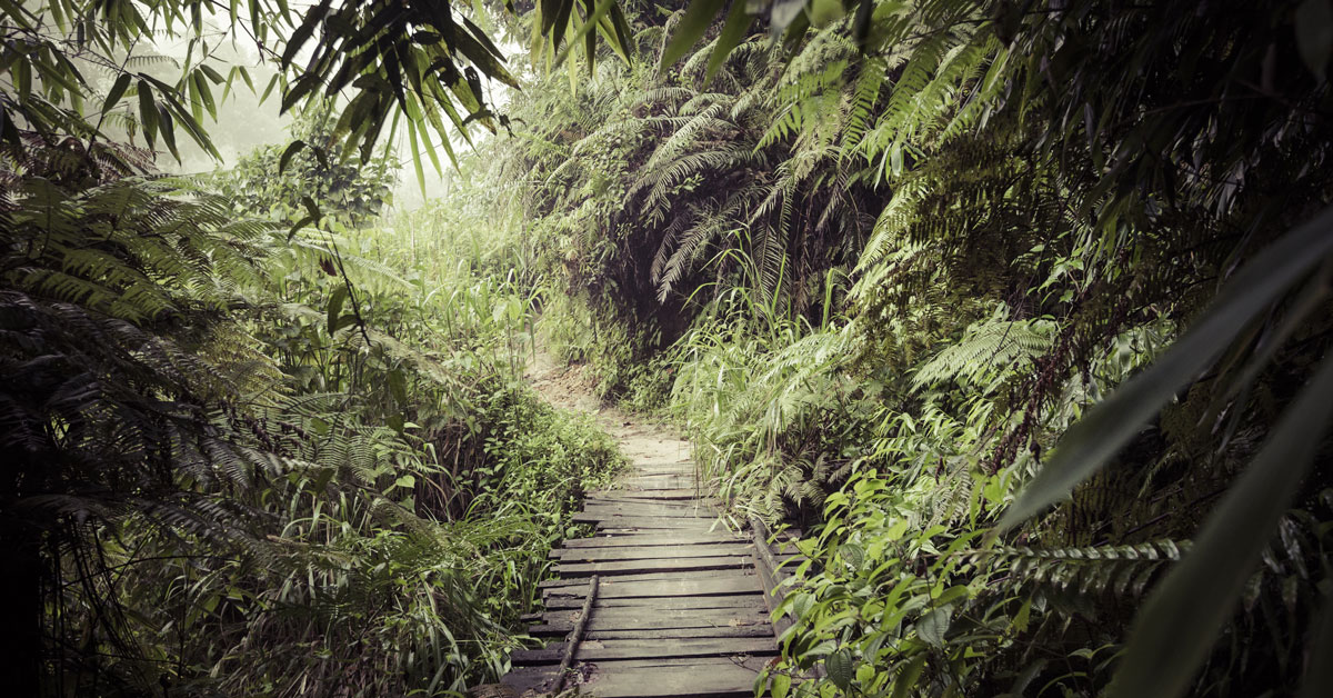 Randonnée dans la réserve tropicale de Sinharaja